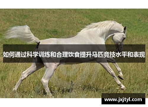 如何通过科学训练和合理饮食提升马匹竞技水平和表现